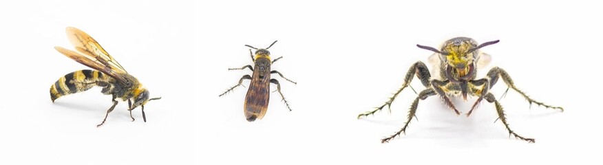 hairy footed scoliid wasp - Dielis pilipes - isolated on white background. 3 views