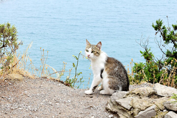 Beautiful warlike cat sits on a rock overlooking the sea