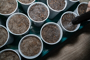 Freshly seeded vegetables while watering with a spray bottle