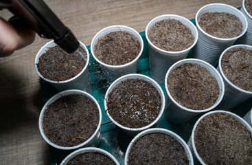 Fresh vegetables sowing in plastic cups are watered with a sprayer
