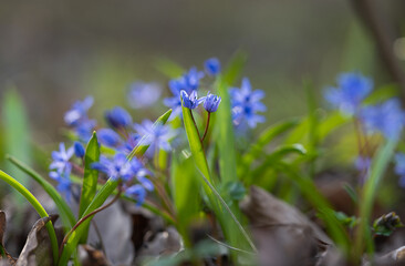 spring primroses in the forest in spring