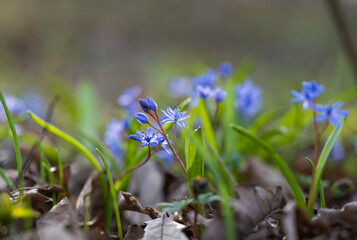 spring primroses in the forest in spring