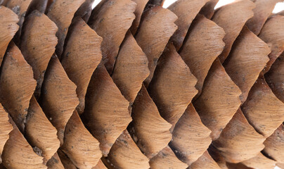 fir cone isolated