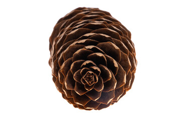 fir cone isolated