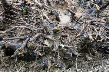 Roots of tree and soil