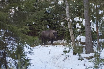 European bison - Bison bonasus in natural habitat