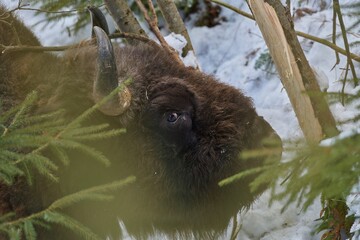 European bison - Bison bonasus in natural habitat feeding