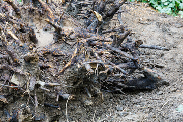 Roots of tree and soil
