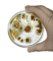 Hand in glove holding Petri dish with bacteria