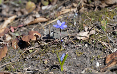 Hepatica Nobilis - first Spring flower in the forest