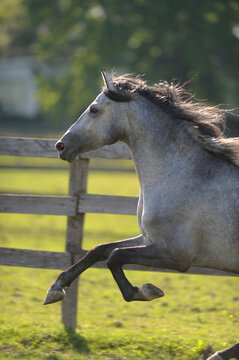 Purebred Spanish horse PRE horse free running in field paddock grey horse with black mane and stockings wooden board fence in background with green foliage and grass vertical equine photo type space