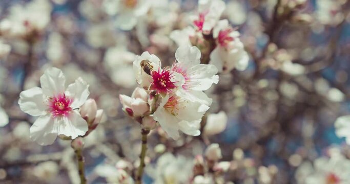 Bee collects pollen from almond flowers on a tree.