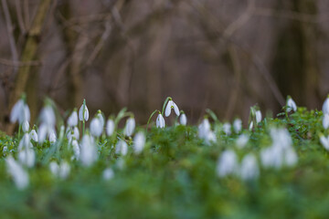 Snowdrop - Galanthus nivalis first spring flower. White flower with green leaves.