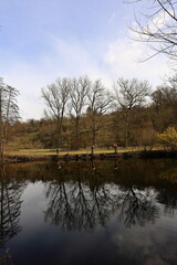 Fototapeta na wymiar Bäume spiegeln sich im Fluss Enz bei Untermberg