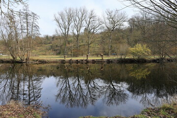 Fototapeta na wymiar Bäume spiegeln sich im Fluss Enz bei Untermberg
