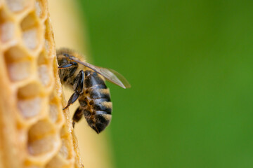 Macro photo of working bees on honeycombs. Beekeeping and honey production image