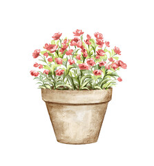Vintage bouquet with red indoor plant flowers in clay pot isolated on white background. Watercolor hand drawn illustration sketch