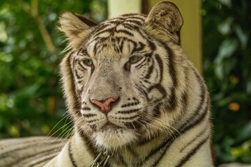 Fototapeta na wymiar The white tiger or bleached tiger is a leucistic pigmentation variant of the Mainland tiger