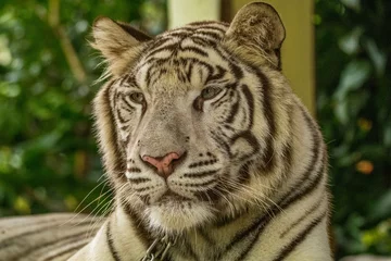 Tuinposter The white tiger or bleached tiger is a leucistic pigmentation variant of the Mainland tiger © lessysebastian