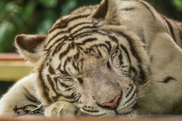 Fototapeta na wymiar The white tiger or bleached tiger is a leucistic pigmentation variant of the Mainland tiger