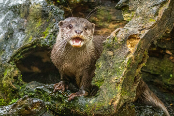 Otters are animals that live near and around water. They are a part of the animal family Mustelid