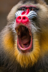 The mandrill (Mandrillus sphinx) is a large Old World monkey native to west central Africa. It is one of the most colorful mammals in the world