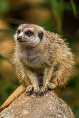 The meerkat (Suricata suricatta) or suricate is a small mongoose found in southern Africa