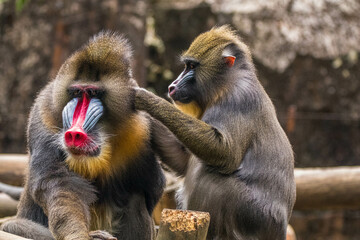 The mandrill (Mandrillus sphinx) is a large Old World monkey native to west central Africa. It is one of the most colorful mammals in the world