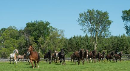 herd of horses running through green pasture field in spring time on equestrian farm various colors of horses rocky mountain and spotted saddle horses breeding herd horizontal format room for type 