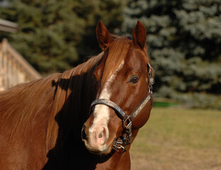 horse portrait of chestnut quarter horse equine head shot of horse wearing silver and leather show...