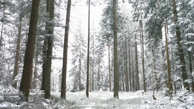 fantastic snowy winter landscape in the forest with snowfall,drone photography,