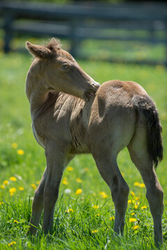 rocky mountain horse foal colt baby biting or scratching itself standing in field of lush grass and dandelions vertical equine spring summer image cute baby horse animal horse photo  room for type 