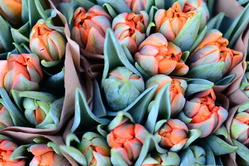 Close up of orange tulips from above