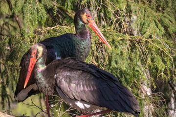Black stork ciconia nigra in the nest. Two adult black storks in the nest during spring. A large nest in an old natural forest.