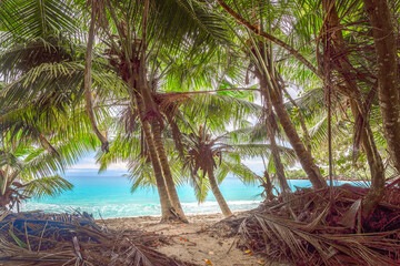 Coconut palm trees by the sea in world famous Anse Lazio