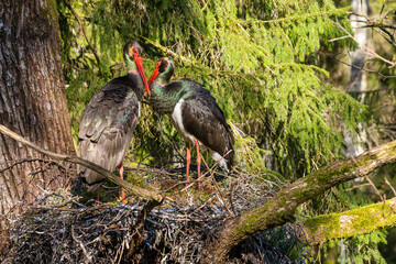 Black stork ciconia nigra in the nest. Two adult black storks in the nest during spring. A large...