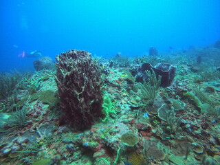 Naklejka na ściany i meble scuba diving in the caribbean 