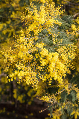 View of an acacia, yellow mimosa, Viseu Portugal