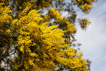 View of an acacia, yellow mimosa, Viseu Portugal