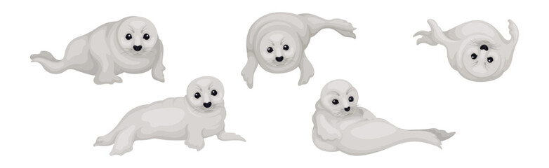 White Fur Seals as Pinniped Species with Vibrissae and Dense Underfur Vector Set
