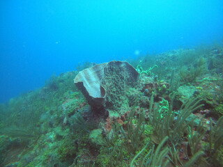 scuba diving in the caribbean 