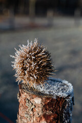 Frozen morning chestnut hedgehog, Viseu Portugal - obrazy, fototapety, plakaty