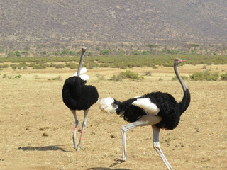 A pair of Ostrich in their natural habitat. Ostriches are found in 
Africa, such as Tanzania, Kenya, South Africa, Botswana, Namibia, Angola. This Wildlife photo was taken during a safari tour, Kenya.