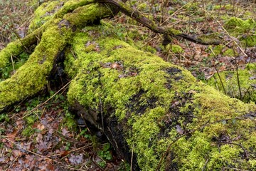 moss on the tree