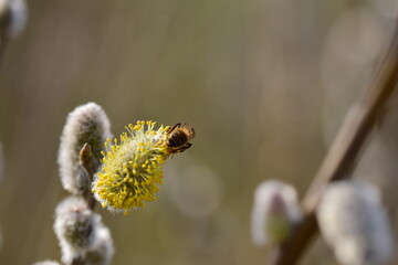 Bee on a flowering willow salicaceae against a blurred background