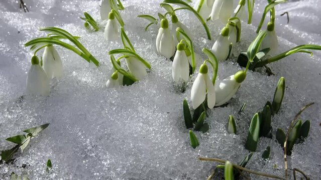 Snowdrop flowers blooming in sunny spring forest nature and snow melting fast