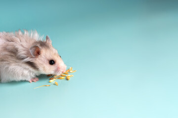 Gray Syrian hamster eats grain on a blue background