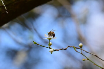 Close up of a bee on a white blossom against a blurred background