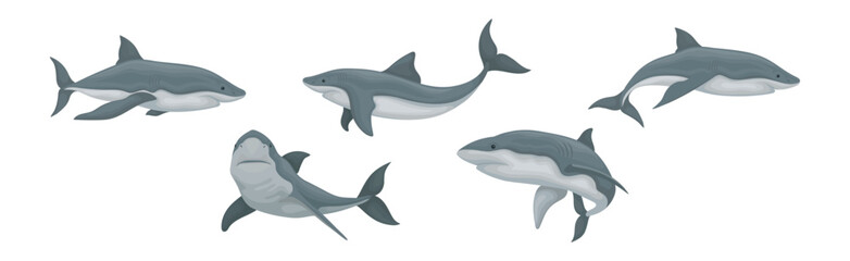 Shark as Elasmobranch Fish with Pectoral Fins and Cartilaginous Skeleton Vector Set