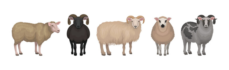 Sheep as Ruminant Domestic Mammal Kept as Livestock Vector Set